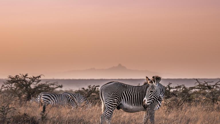 Grevy zebra sunset Mount Kenya backdrop