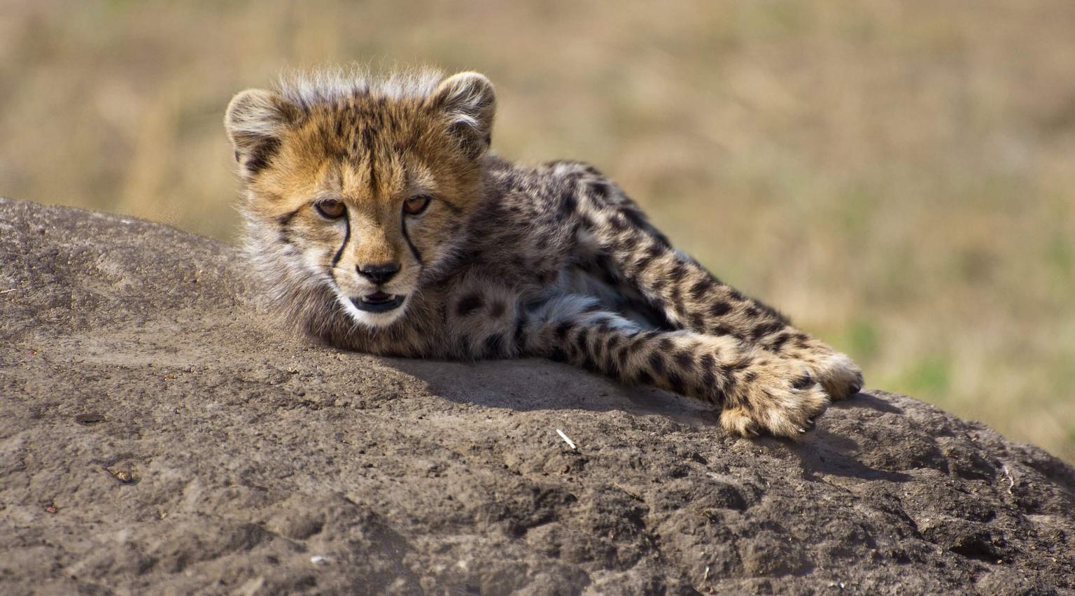 Masai Mara Cheetah Cub