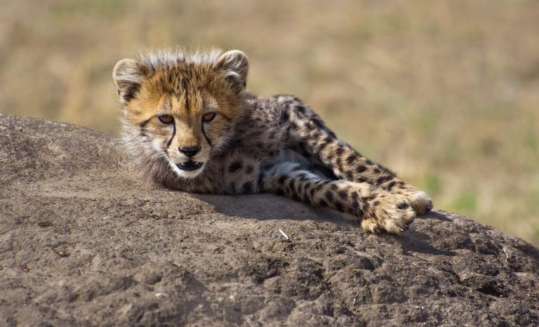 Masai Mara Cheetah Cub