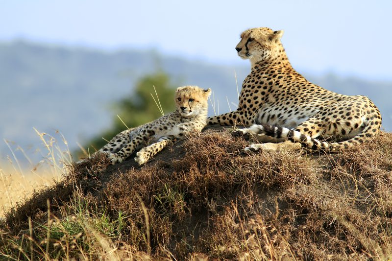 Masai Mara Cheetah with cub on mound SS