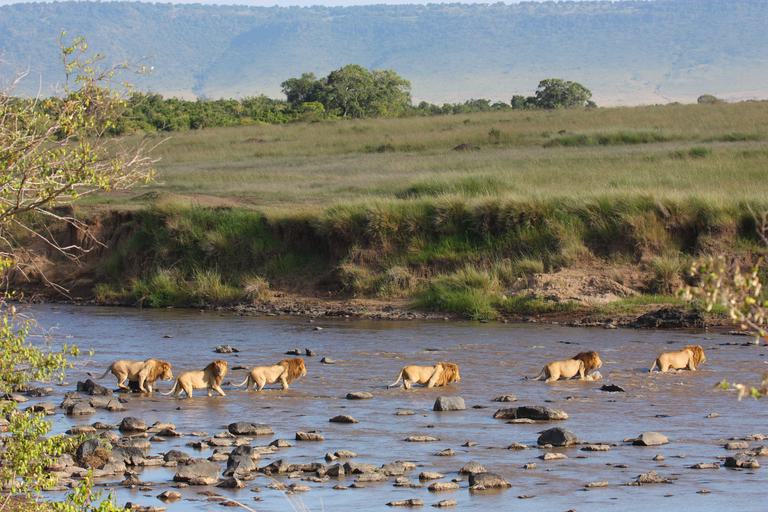 Masai Mara Lions crossing River SS