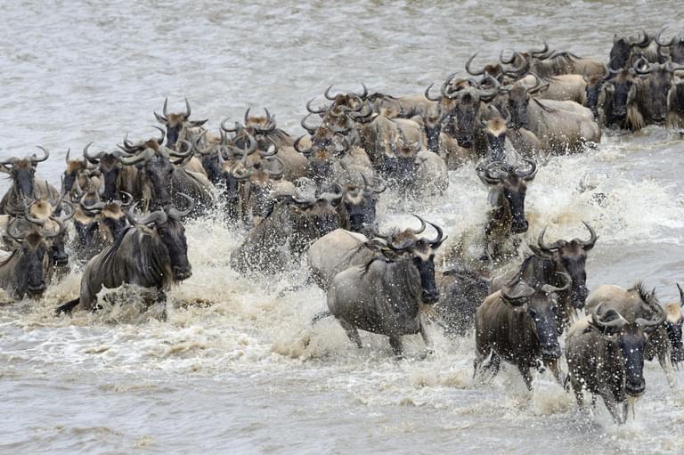 Masai Mara Migration Wildebeest