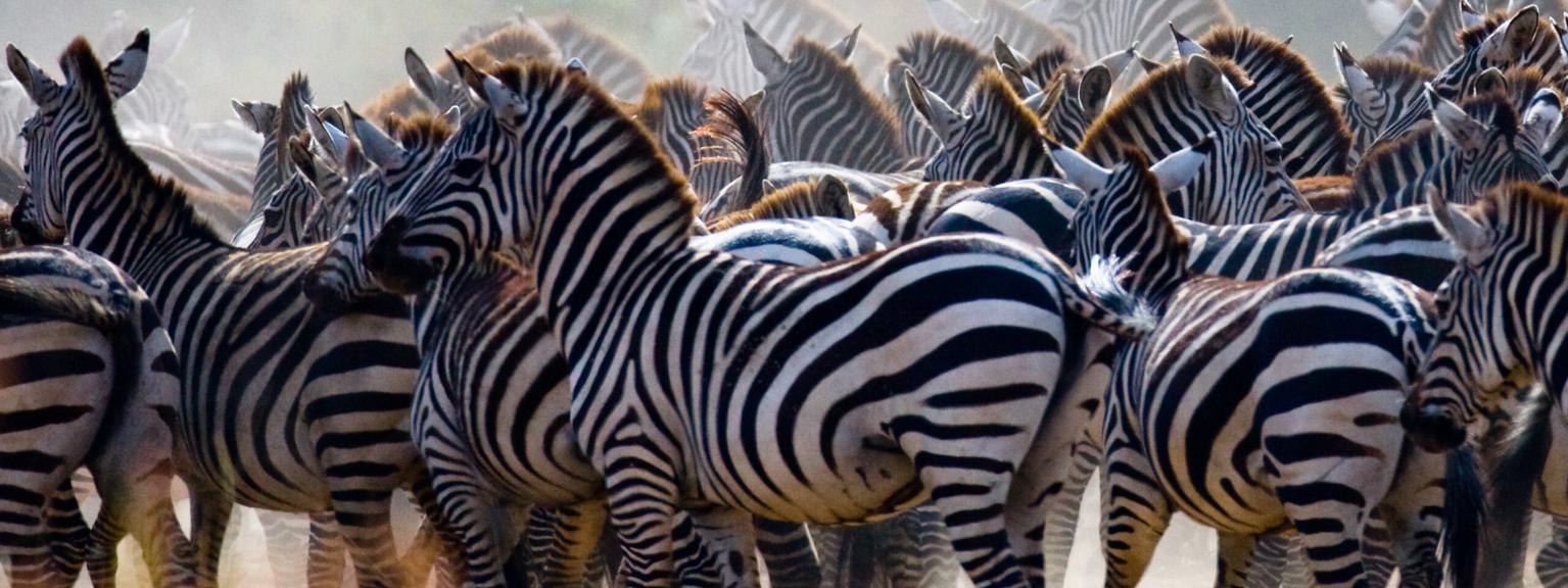 Masai Mara Migration Zebra SS Itinerary Hero