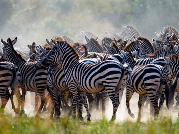 Masai Mara Migration Zebra SS Itinerary Hero