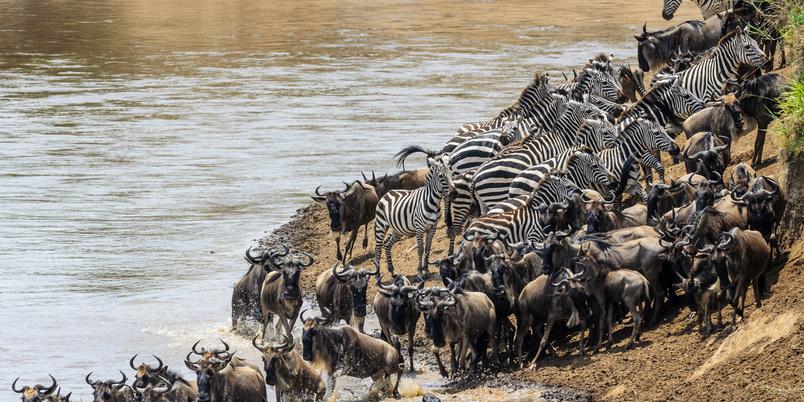Masai Mara Migration Zebra wildebeest at river SS