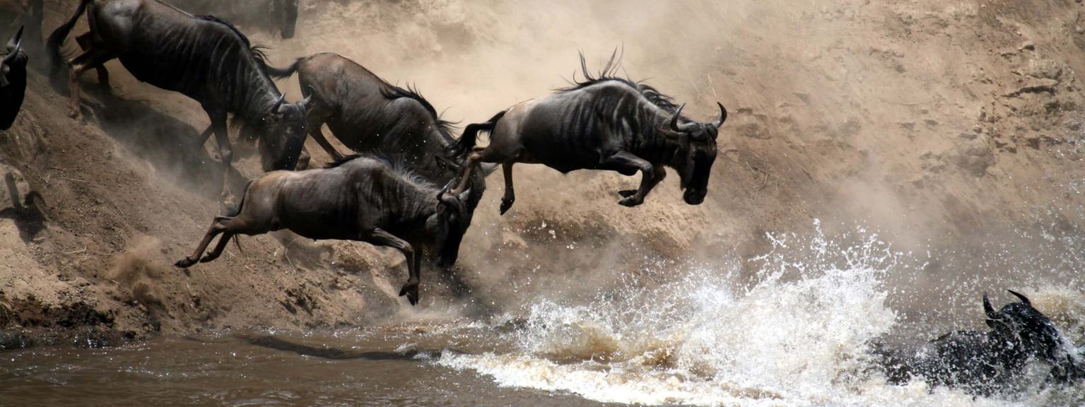 Masai Mara Wildebeest crossing river