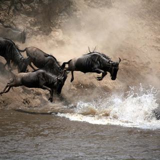 Masai Mara Wildebeest crossing river