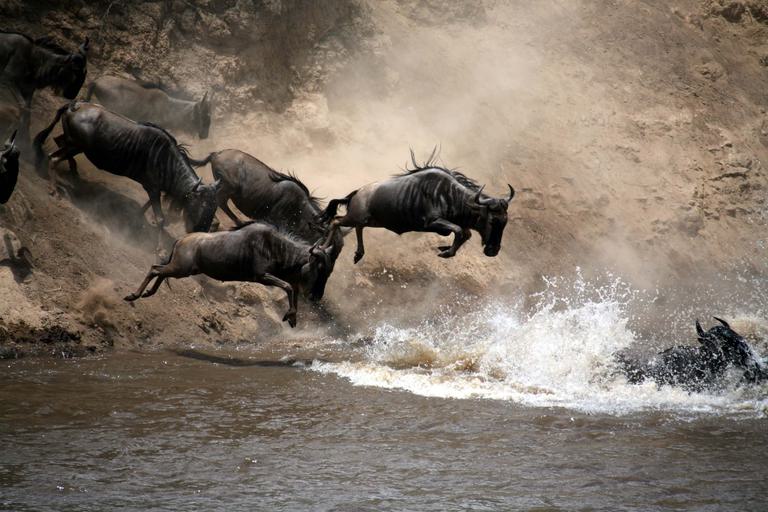 Masai Mara Wildebeest crossing river