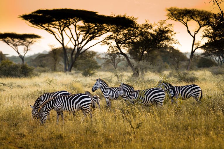 Masai Mara Zebra SS