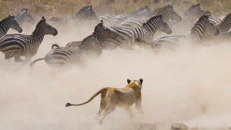 Migration lion zebra chase