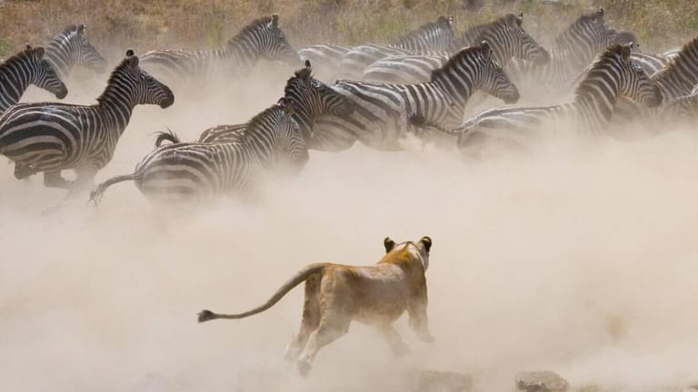 Migration lion zebra chase