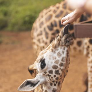 AFEW giraffe centre feeding giraffes Giraffe Manor