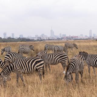 Herd of zebra in Nairobi National Park skyscraper background Giraffe Manor