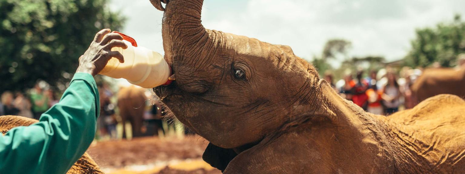 Sheldrick Elephant Orphanage Nairobi