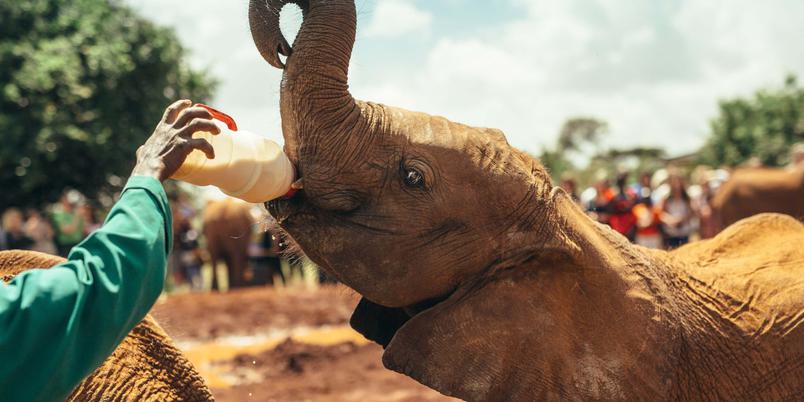 Sheldrick Elephant Orphanage Nairobi