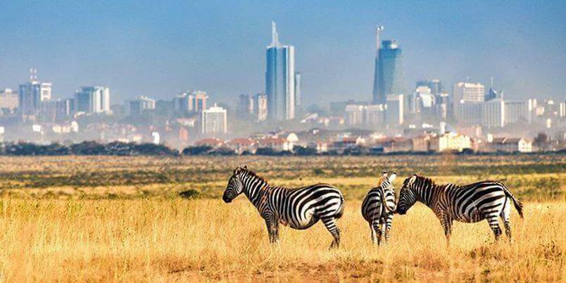 Nairobi national park with zebras