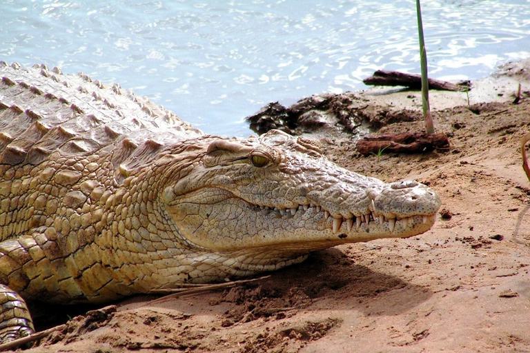 Crocodile on river bank Tsavo KTB