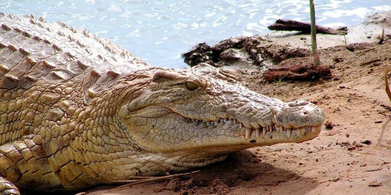 Crocodile on river bank Tsavo KTB
