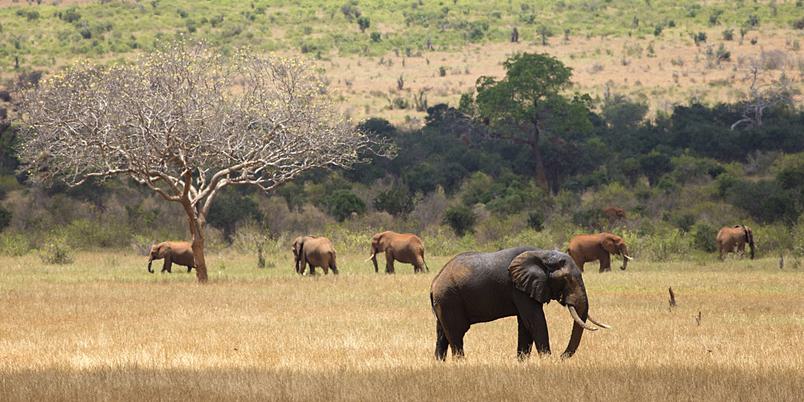 Elephants in Tsavo East SS