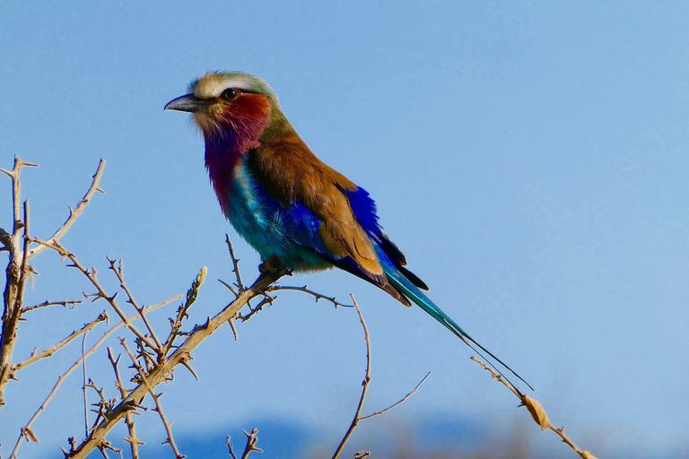 Lilac Breasted Roller Tsavo KTB