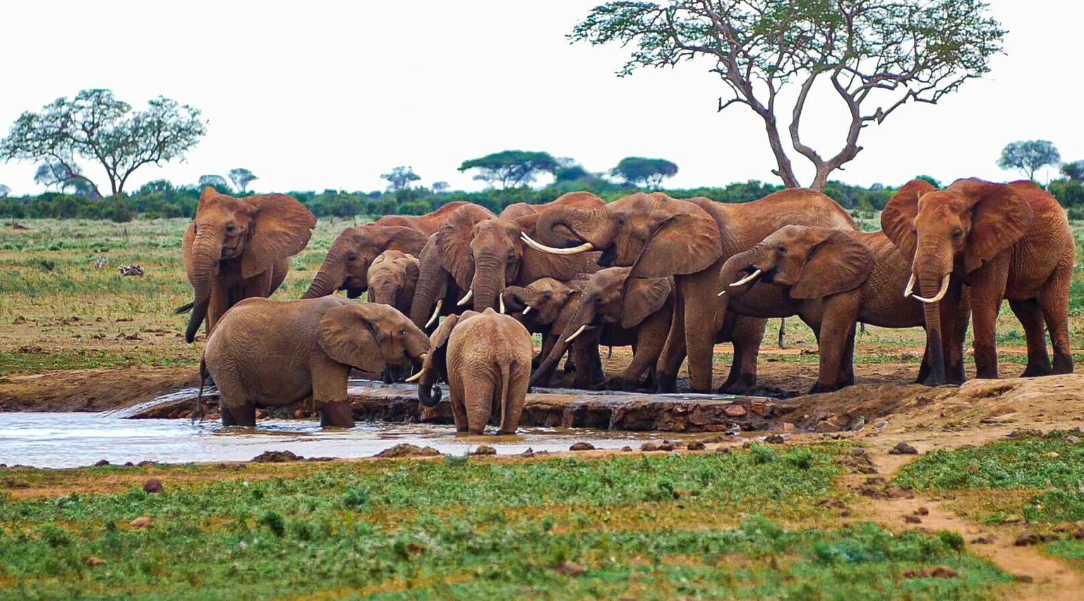 Red elephant herd Tsavo KTB