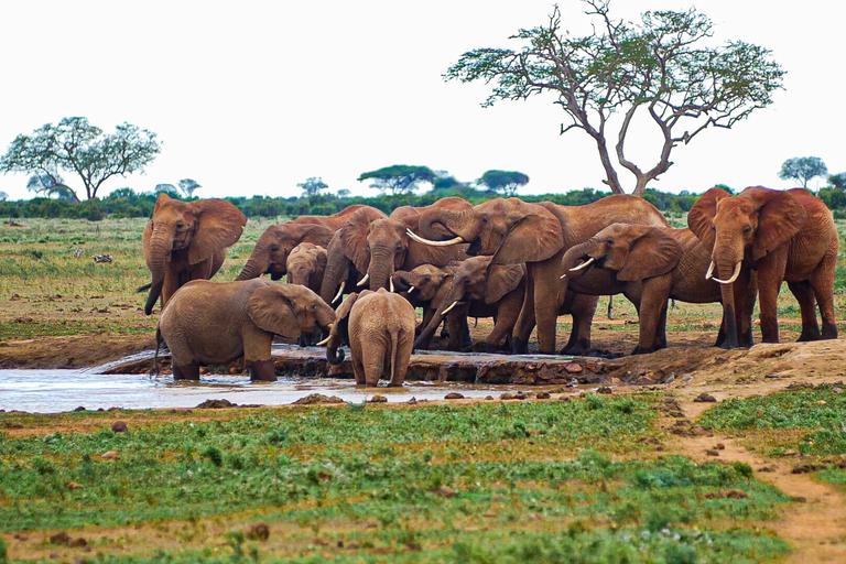 Red elephant herd Tsavo KTB