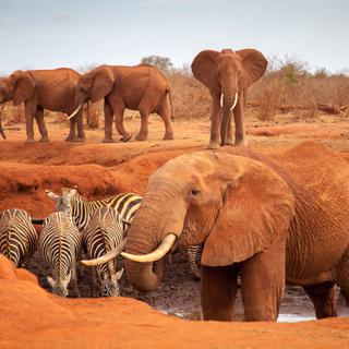 Tsavo Red Elephants and Zebra SS