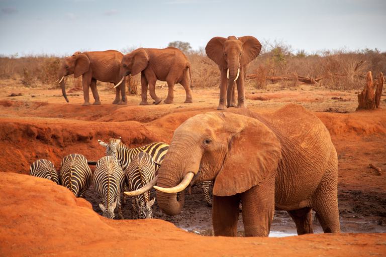 Tsavo Red Elephants and Zebra SS