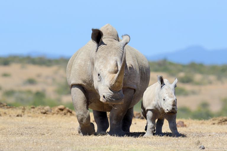 White Rhino and calf Kenya SS