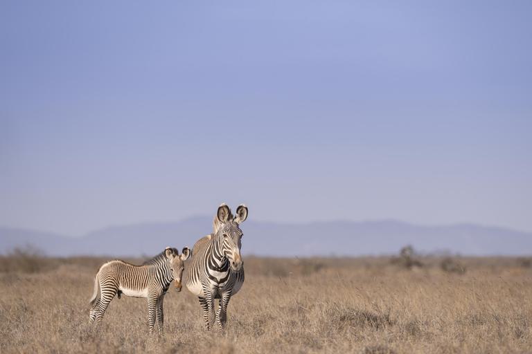 Grevy zebra and calf landscape