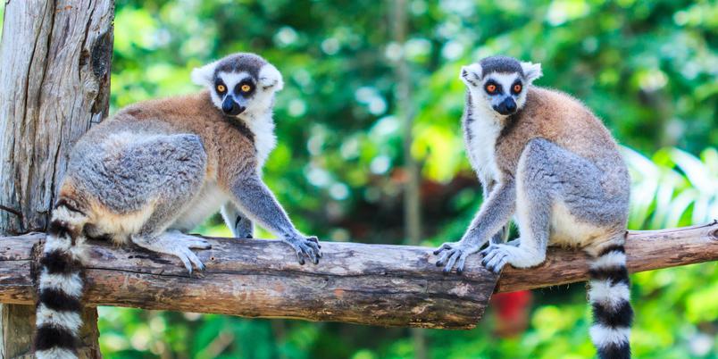 2 Ring Tailed Lemurs on tree branch SS