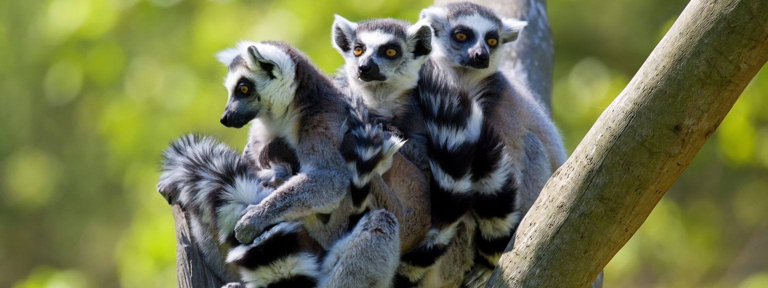 3 Ring Tailed Lemurs in tree SS