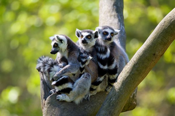 3 Ring Tailed Lemurs in tree SS