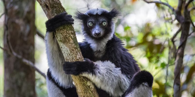 Andasibe Indri lemur SS