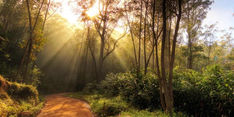 Andasibe Mantadia Forest Road SS