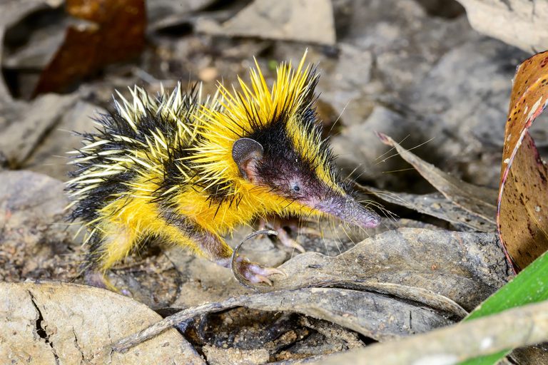 Andasibe Tenrec SS