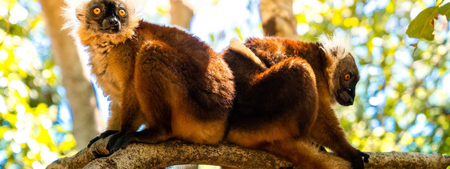 Common Brown Lemurs SS Itinerary Hero