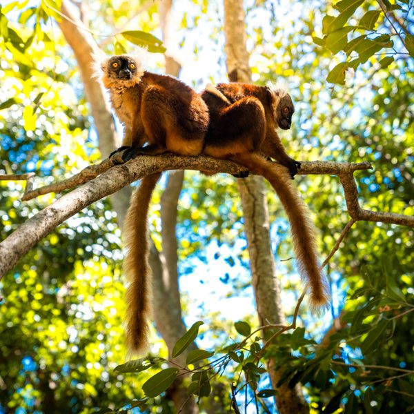 Common Brown Lemurs SS SQUARE