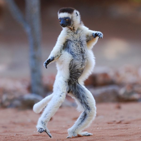 Dancing Sifaka SS SQUARE