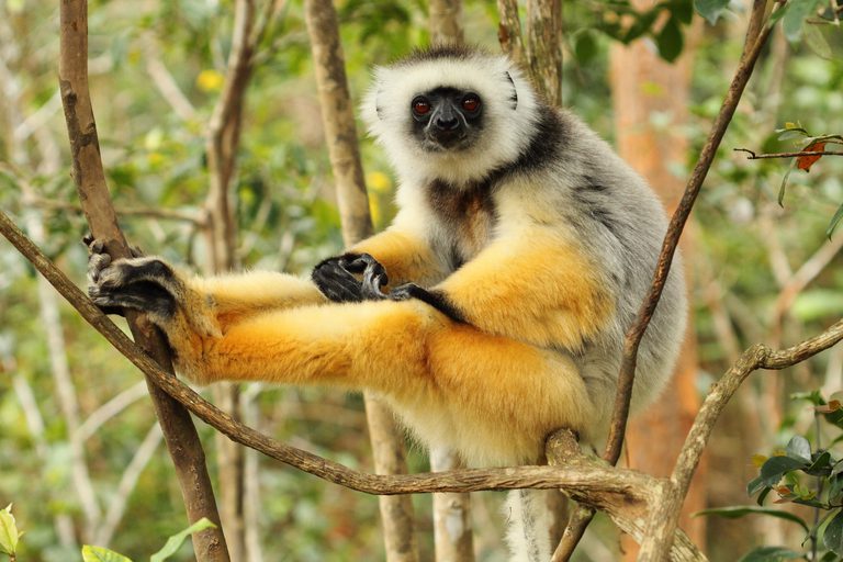 Diademed sifaka at Andasibe SS