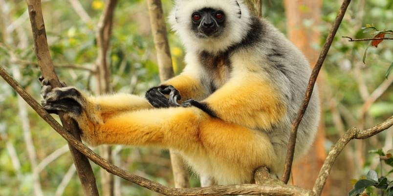 Diademed sifaka at Andasibe SS