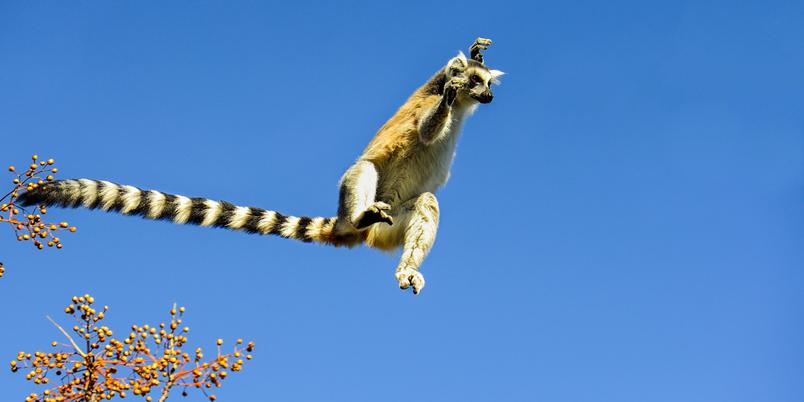 Leaping Ring Tailed Lemur SS