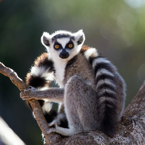 Madagascar Ring Tailed Lemur SS SQUARE