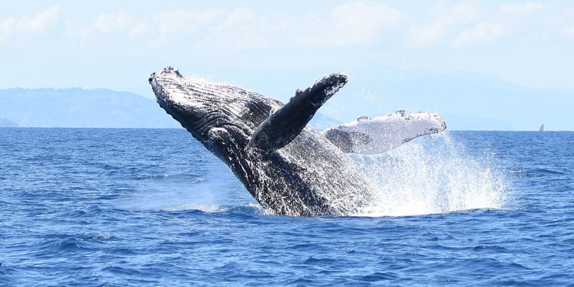 Whale breaching Madagascar coast Asisten