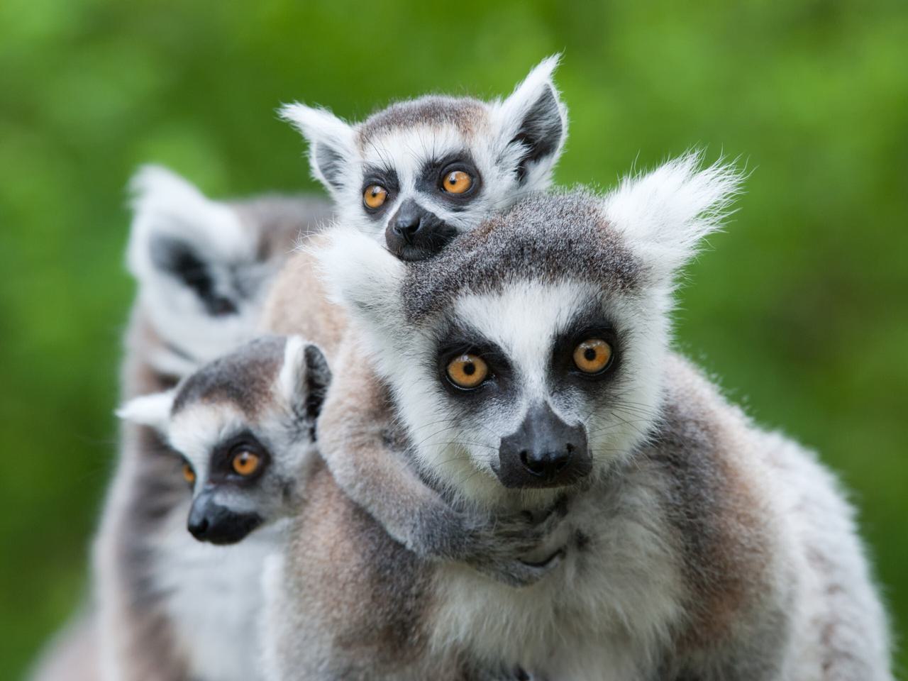 Ring tailed lemur with babies Itinerary Hero SS