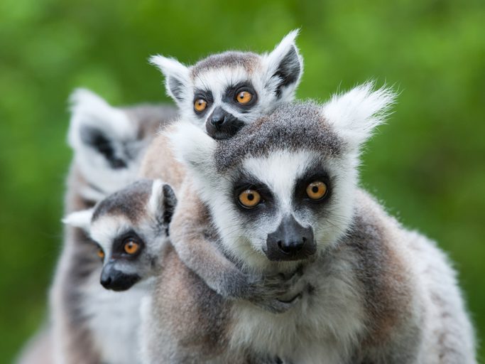 Ring tailed lemur with babies Itinerary Hero SS