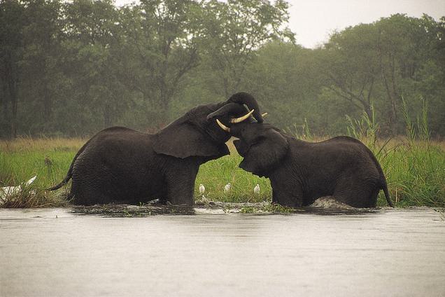 2 elephants in Malawi river love MTB