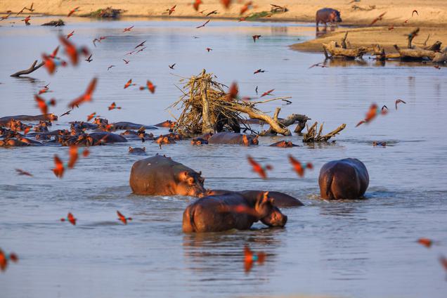 Hippos and birds in river Malawi SS