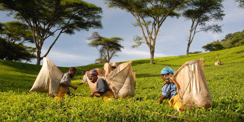 Huntingdon House tea pickers CA