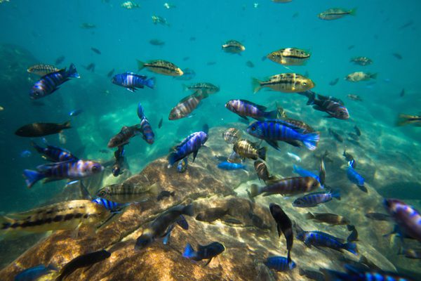 Lake Malawi Fish shoal SS